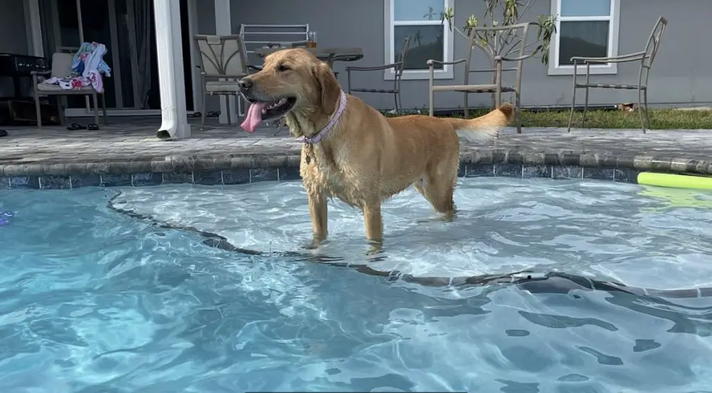 Dog hair can be bad for pools if you don't take proper steps both before and after they swim.