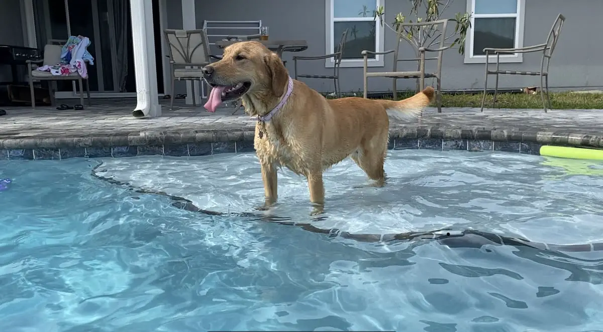 Is Dog Hair Bad for Pools? Tips to Save Thousands in Repair Costs