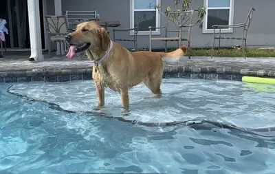 Dog hair can be really bad for swimming pools.
