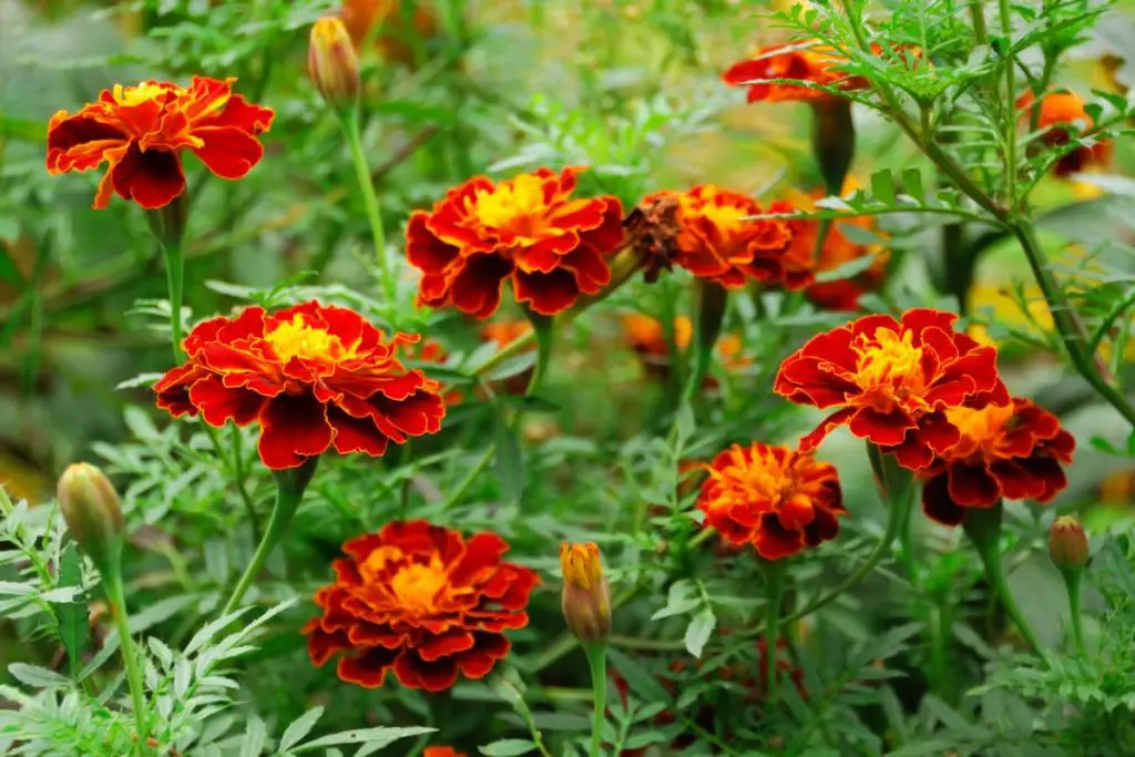 Keeping marigolds near the pool will help keep ticks away.