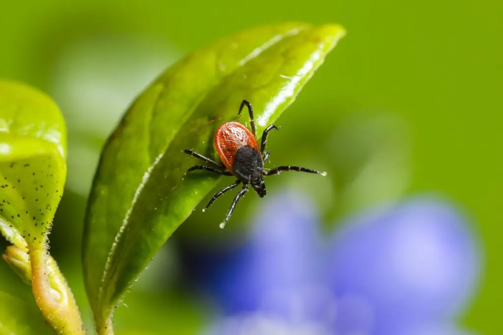 Tick on a leaf.