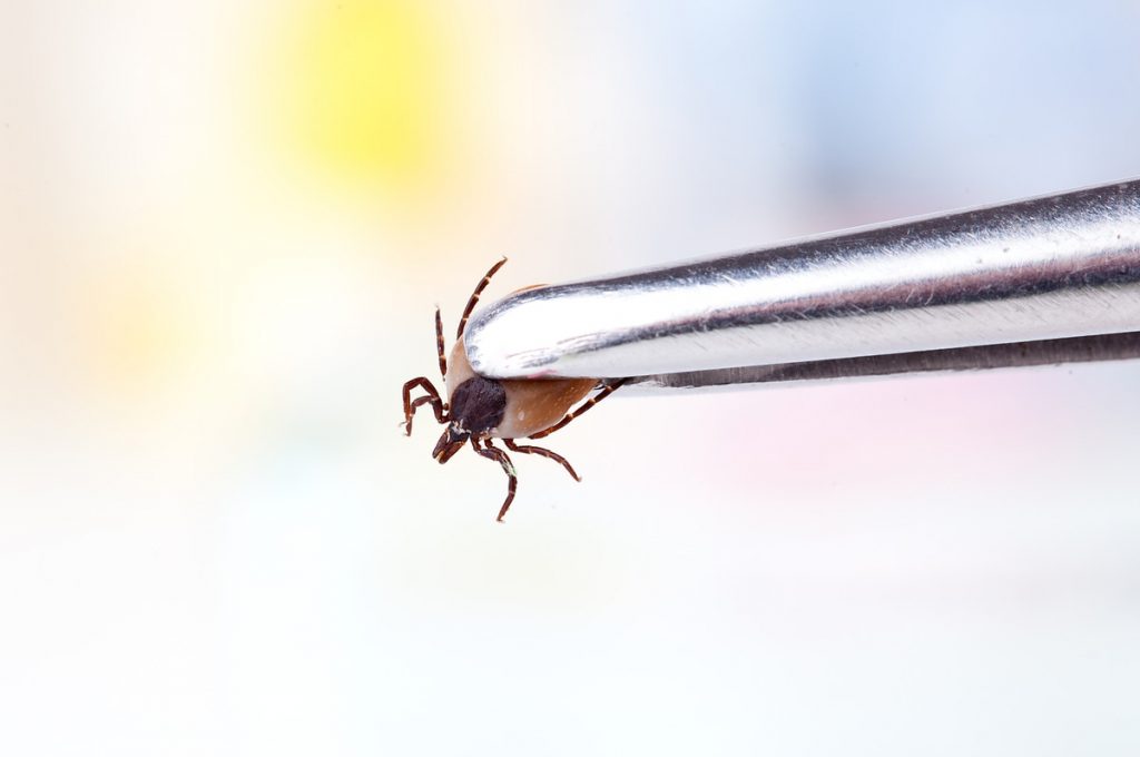 Use tweezers to properly remove ticks.