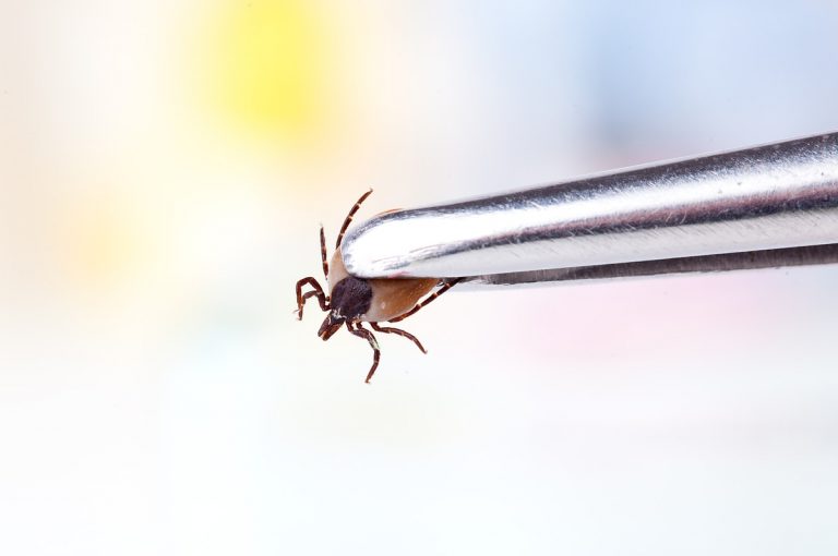 Do Ticks Die In Swimming Pools? How to Keep Them Away From Pools