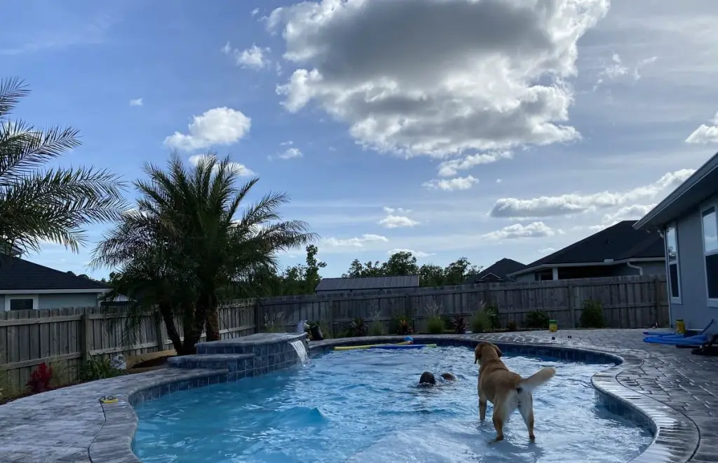 Swimming pool with molly and kids in it.