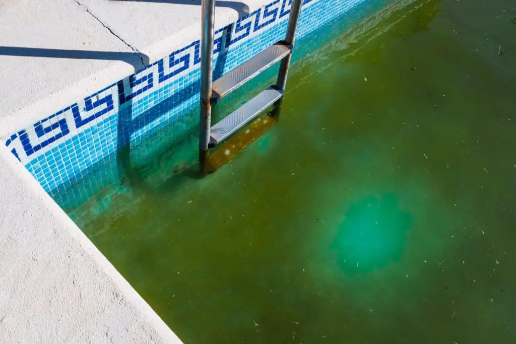 Shocking the pool regularly during season is one way to minimize the possibility of algae growth.
