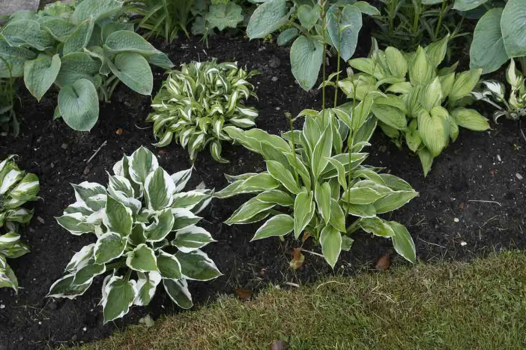 Early summer garden border with Hosta selection looks good around pool