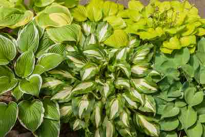 Hostas are widely cultivated as shade-tolerant foliage plants.