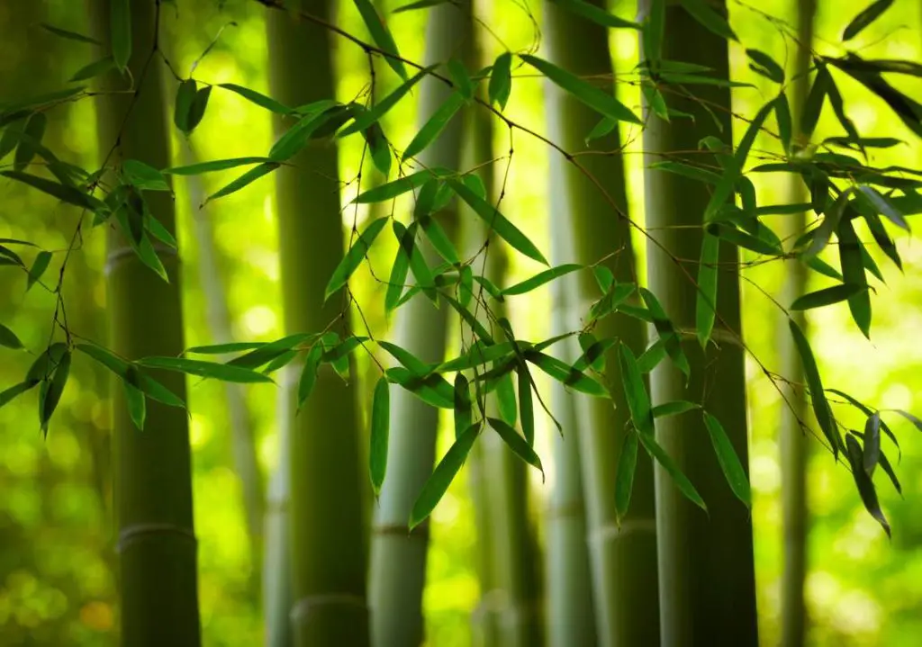 its best to keep bamboo away from pool liners